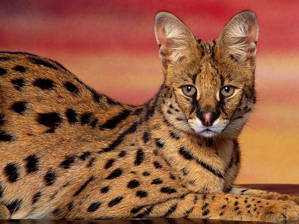 Serval Sunset